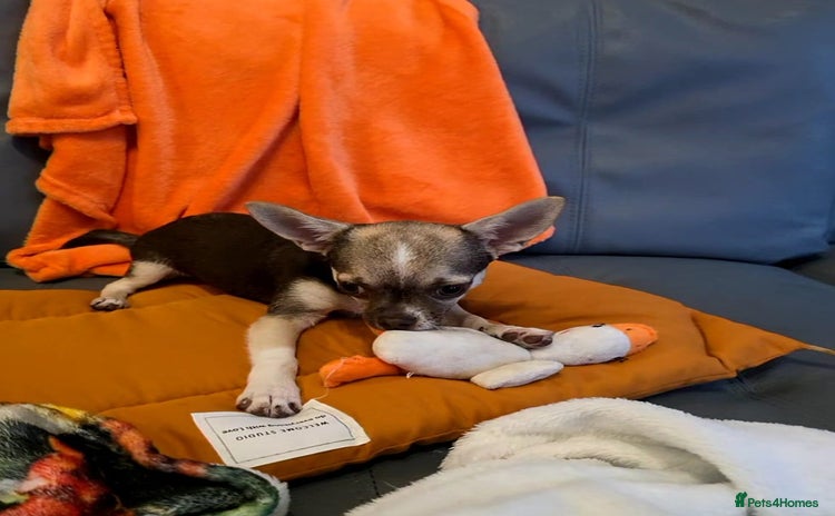 Chihuahua dogs in Basildon - Advert 1