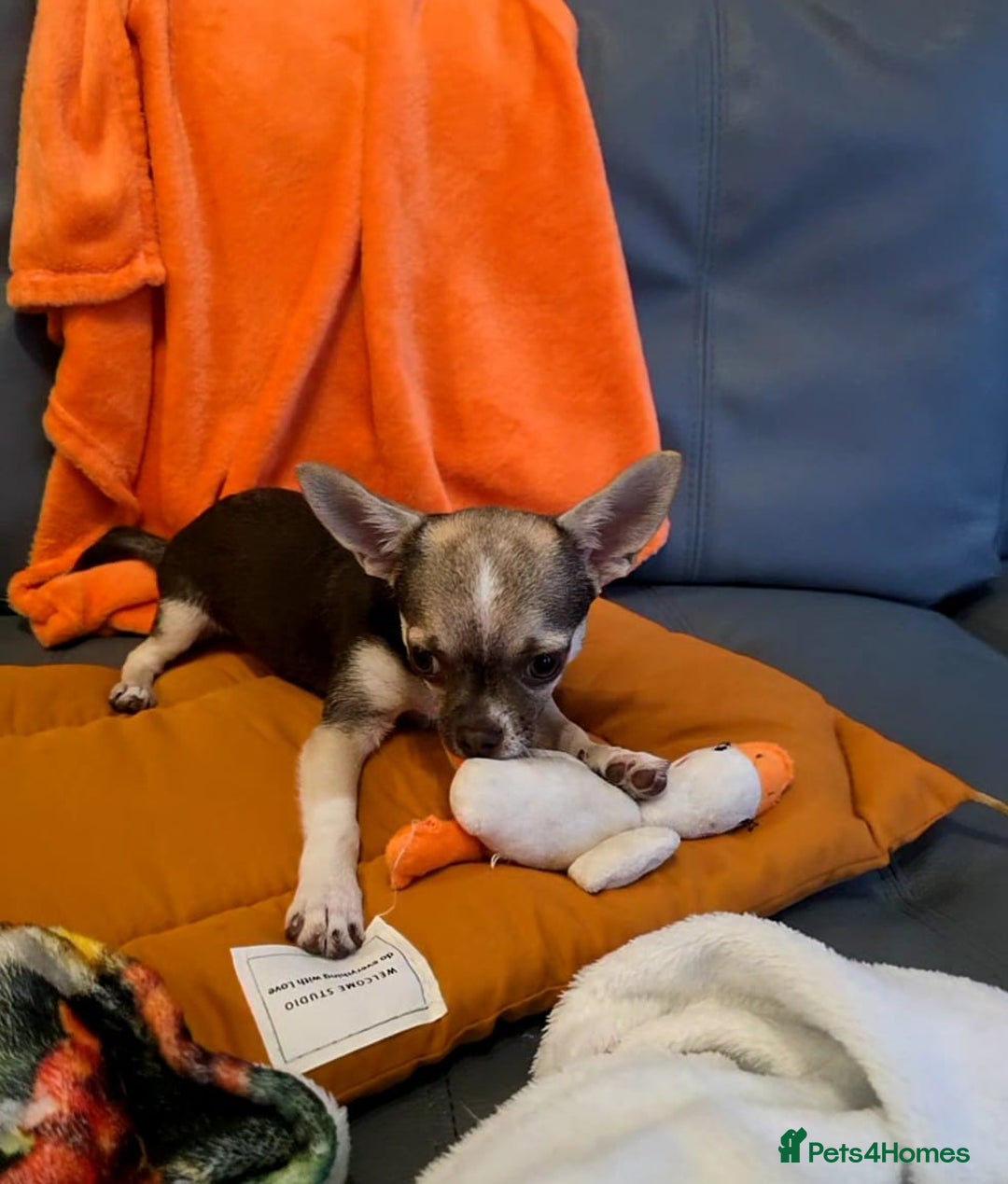 Chihuahua dogs for sale: Looking For Loving Family 🔥❤️ in Basildon - Image 1