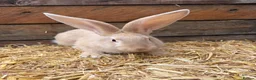 Continental Giant rabbits for sale: Continental Giant Rabbit babies available  - Advert 6