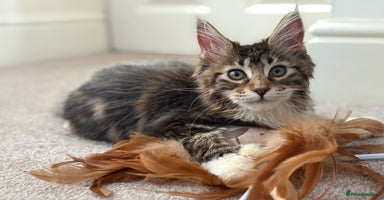 Maine Coon cats - Advert 5