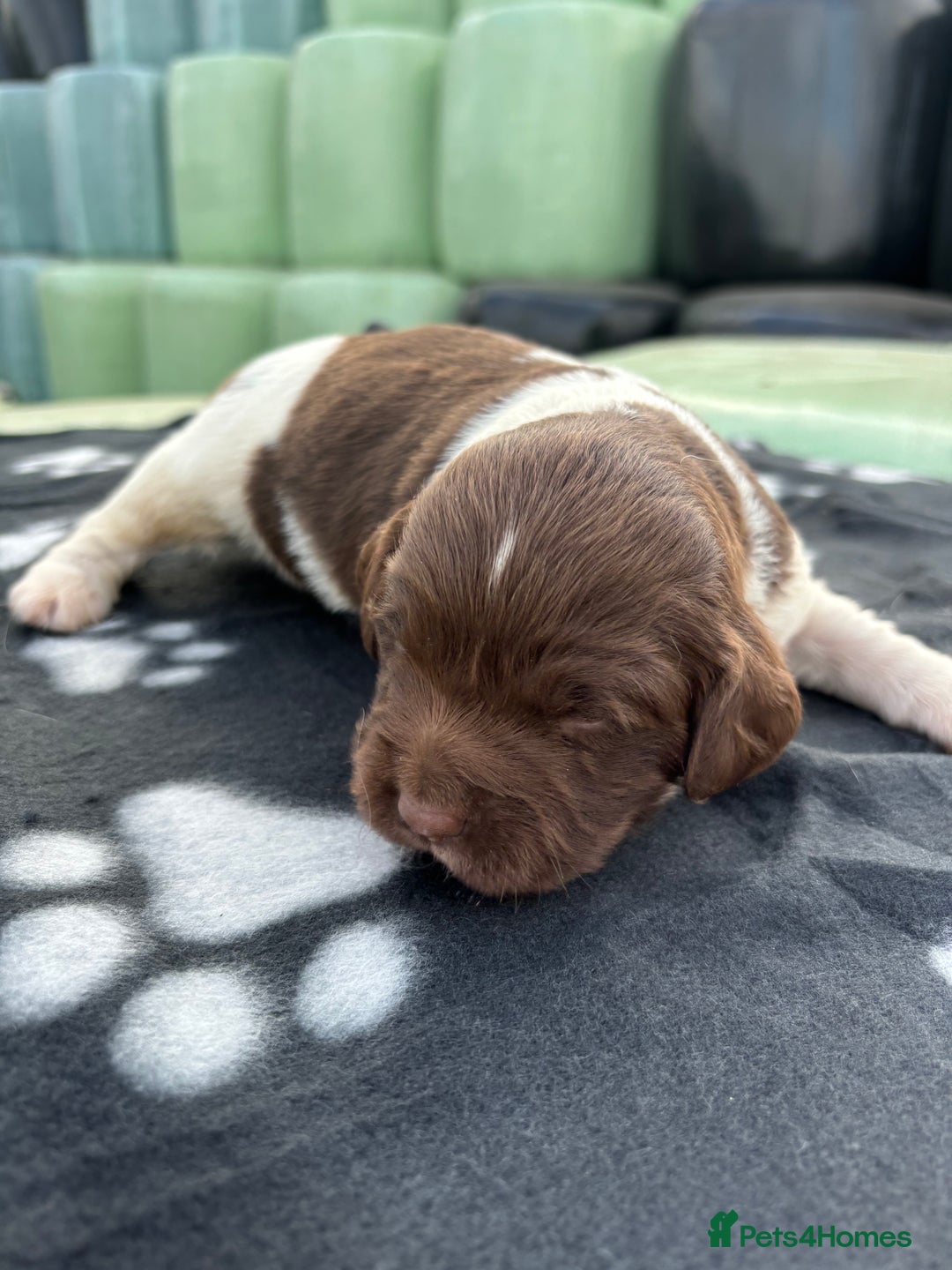 English Springer Spaniel dogs for sale: Gorgeous marked English Springer Spaniel pups  - Image 17