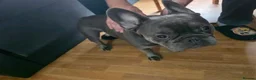 French Bulldog dogs for sale: Male French bulldog - Advert 6