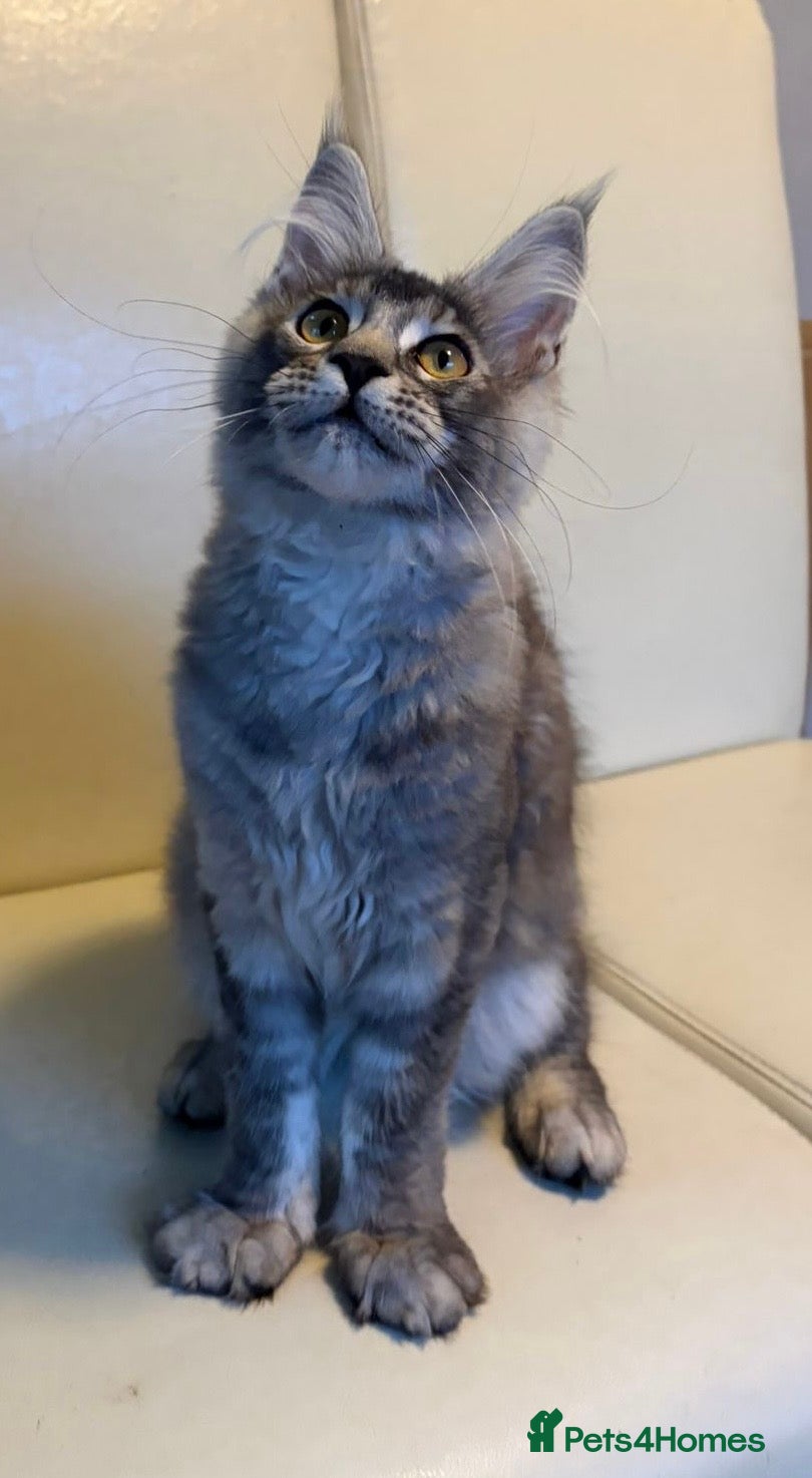 Maine Coon cats Ready Now Quality TICA Maine Coons active possible - Advert 2