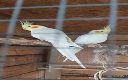 Cockatiels birds for sale: Cockatiels - Image 1