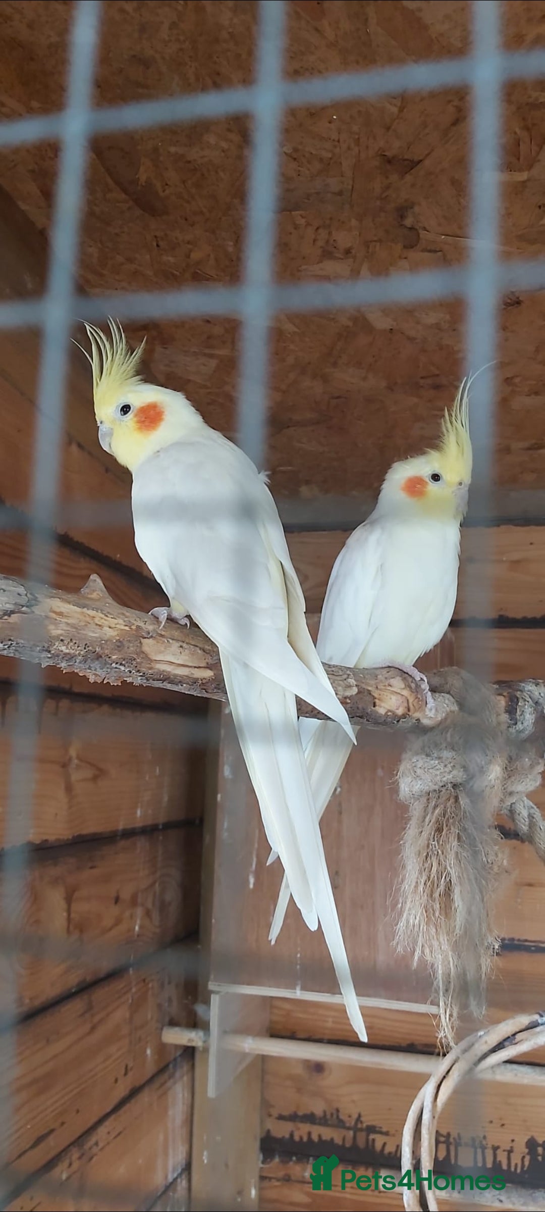 Cockatiels birds for sale: Cockatiels - Image 1