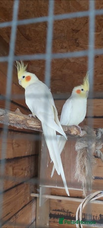 Cockatiels birds - Advert 2