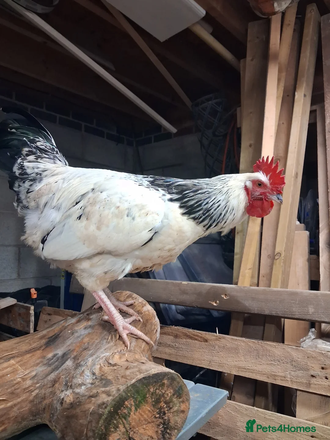 Chickens poultry for sale: Sussex rooster  in Bedworth - Advert 3