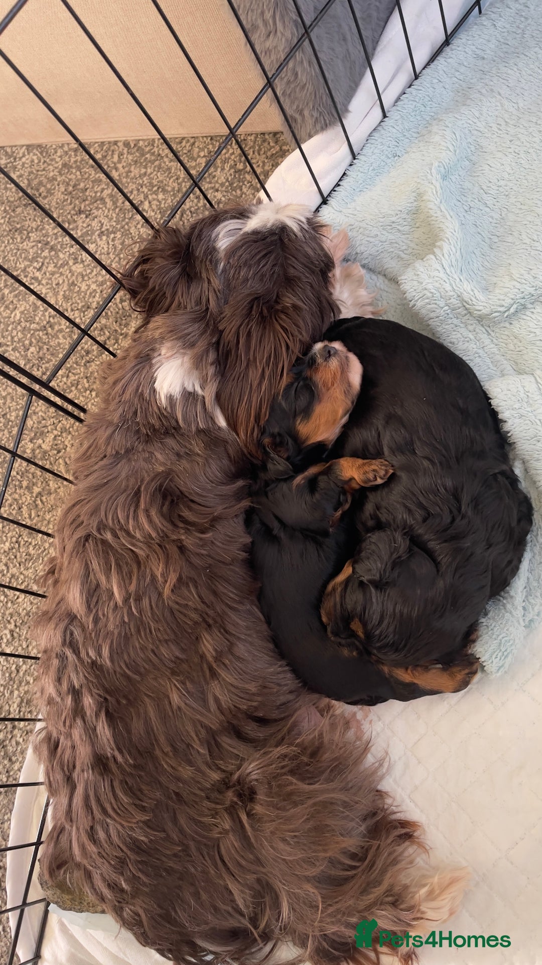 Mixed Breed dogs for sale: 2 Maltese x cockpoo puppies for sale - Image 11