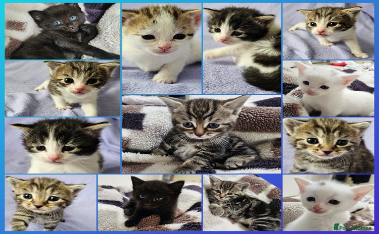 Mixed Breed cats - Advert 1