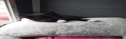 Mixed Breed cats for sale: 3 beautiful black and white kittens  in Worksop - Advert 3