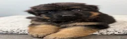 German Shepherd dogs for sale: Huge top quality 4th generation KC puppies - Advert 6