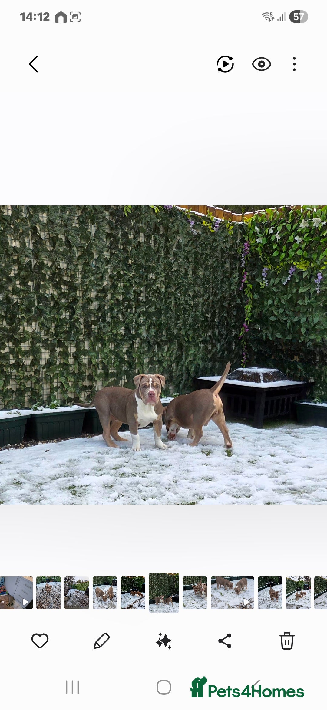 American Bully dogs for sale: Pocket Bully  - Advert 2