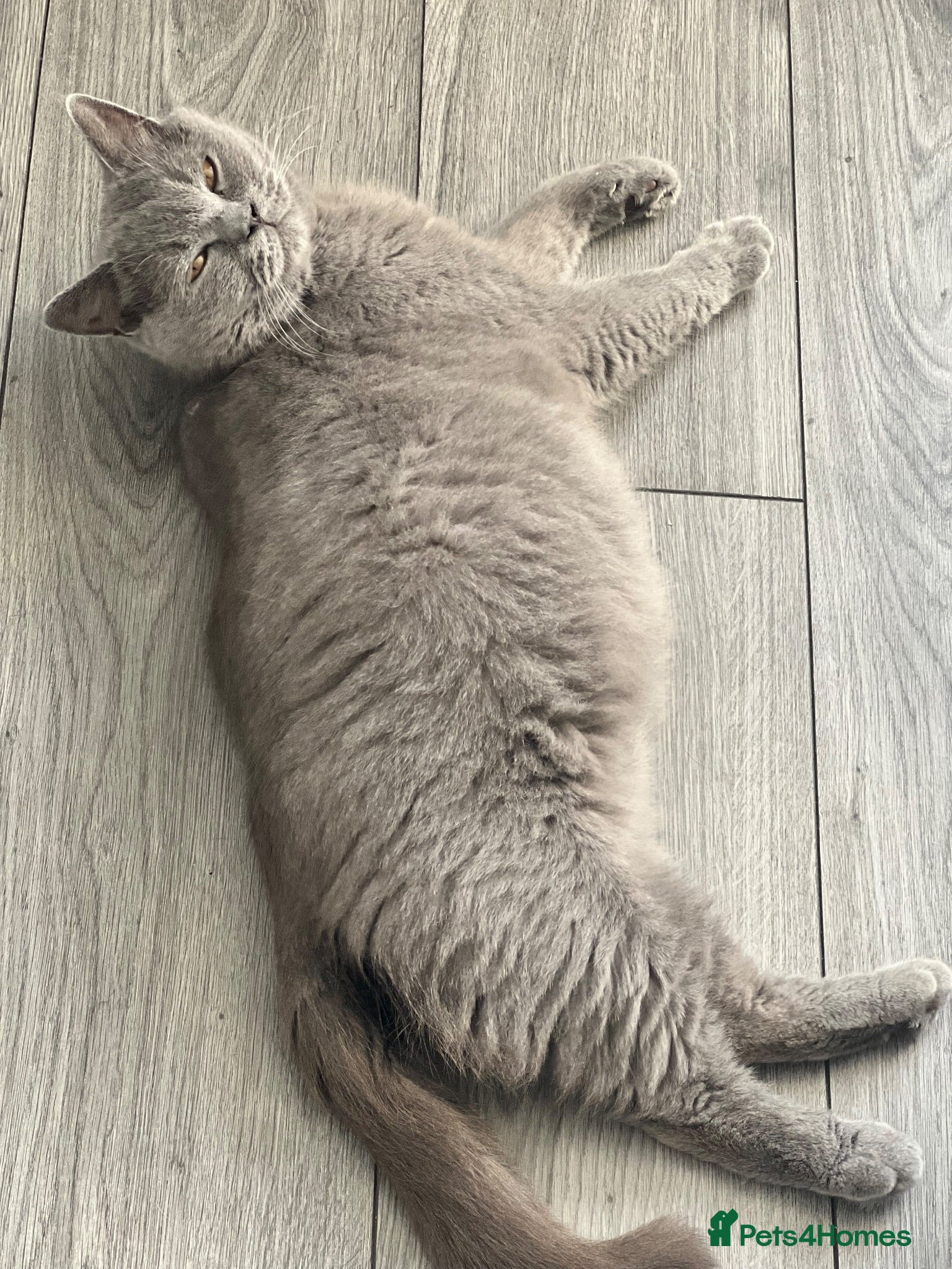 British Shorthair cats British Short hair kittens for Sale  - Advert 8