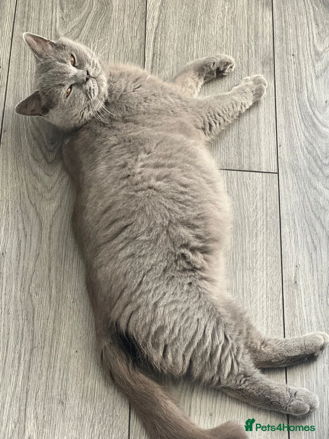 British Shorthair cats for sale: British Short hair kittens for Sale  - Advert 1