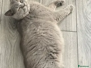 British Shorthair cats British Short hair kittens for Sale - Advert 1