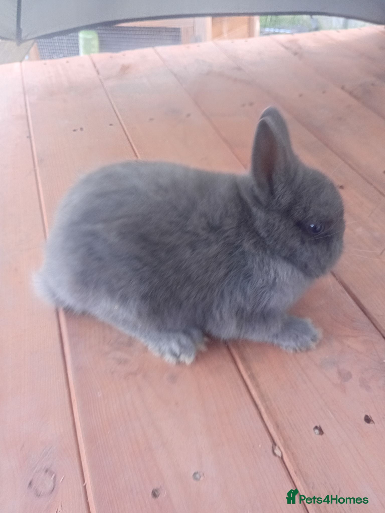 Netherland Dwarf rabbits Netherlands dwarf babys  - Advert 2