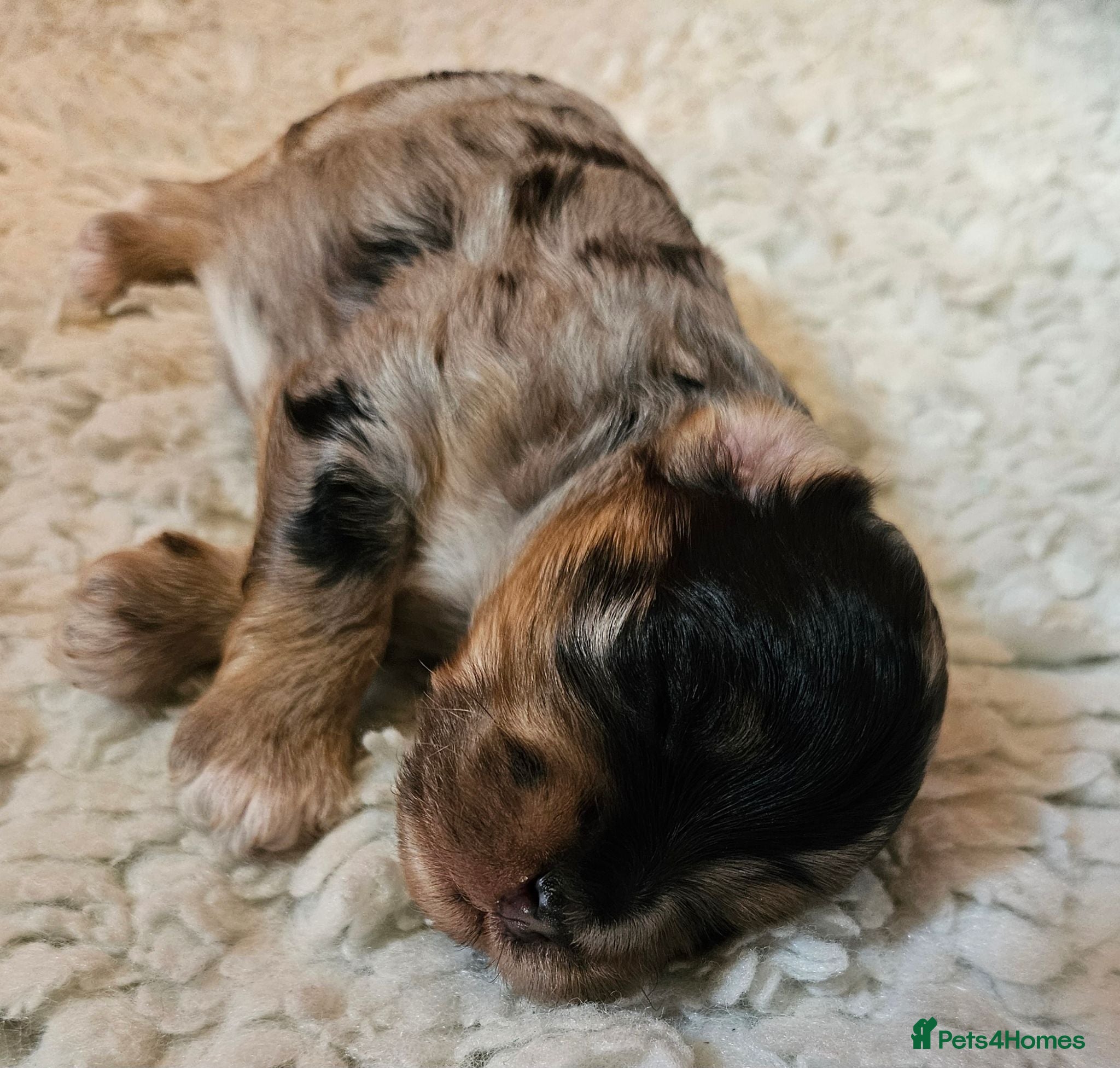 Maltipoo dogs Beautiful Blue Merle Maltipoos - Advert 2