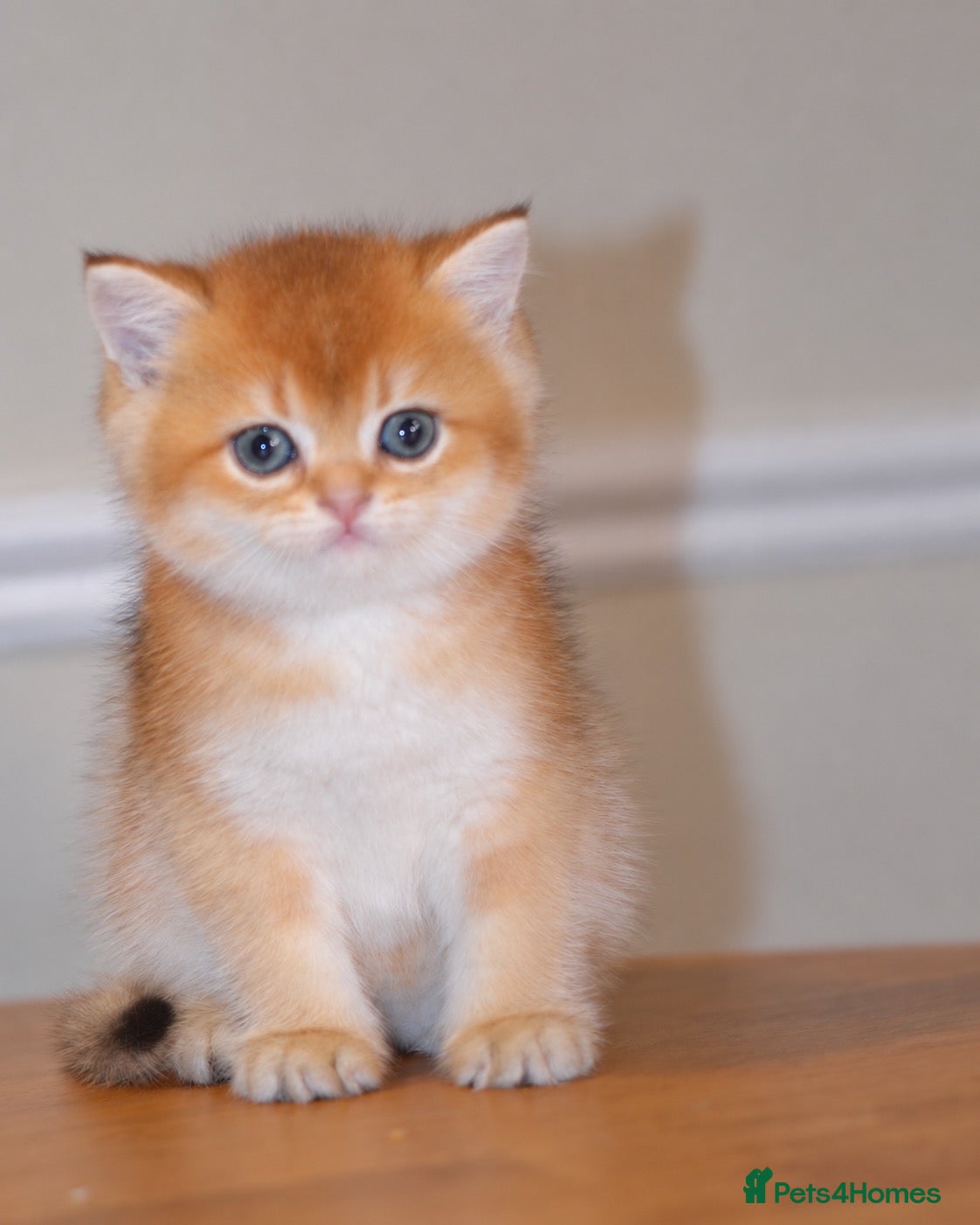 British Shorthair cats GCCF/TICA Stunning Golden BSH/BLH Kittens - Advert 1