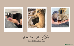 Chihuahua dogs for stud: Unique Chihuahua for Stud 🐾 in Southampton - Image 38