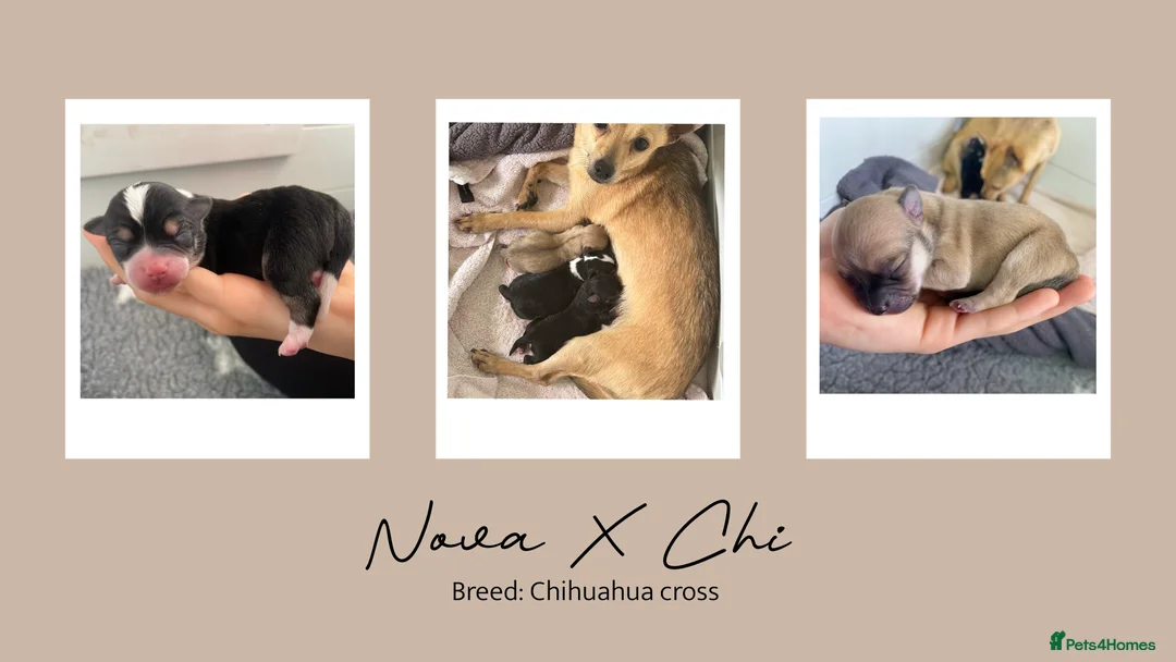 Chihuahua dogs for stud: Unique Chihuahua for Stud 🐾 in Southampton - Advert 40
