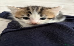 Mixed Breed cats for sale: 5 wee kittens needing homes. - Image 18