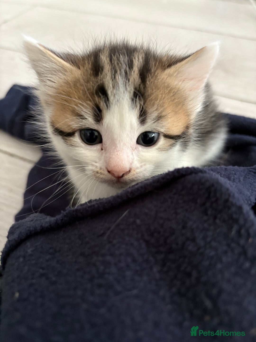 Mixed Breed cats for sale: 5 wee kittens needing homes. - Image 18
