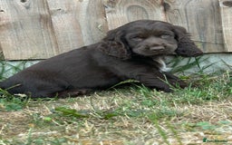 Cocker Spaniel dogs for sale: Last little princess 😢 - Image 3