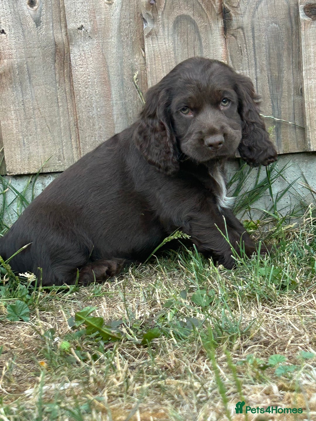 Cocker Spaniel dogs for sale: Last little princess 😢 - Image 3