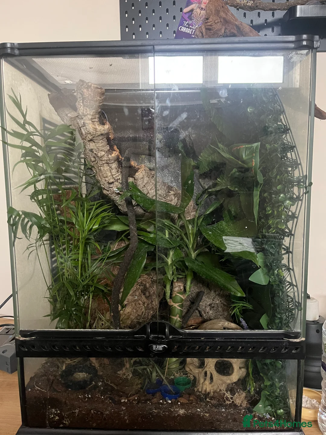 Gecko reptiles for sale: Gargoyle gecko - Advert 2