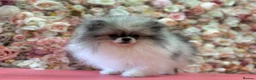 Pomeranian dogs for sale: KC registered Pomeranian Puppies for sale  - Advert 7