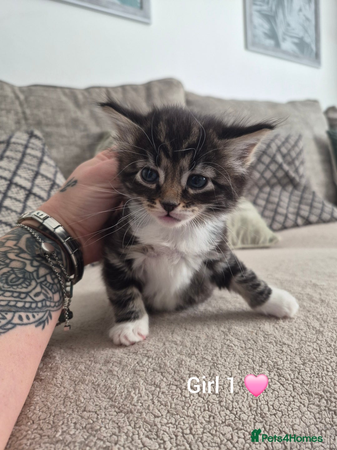 Mixed Breed cats for sale: Beautiful grey and tabby kittens  - Advert 7
