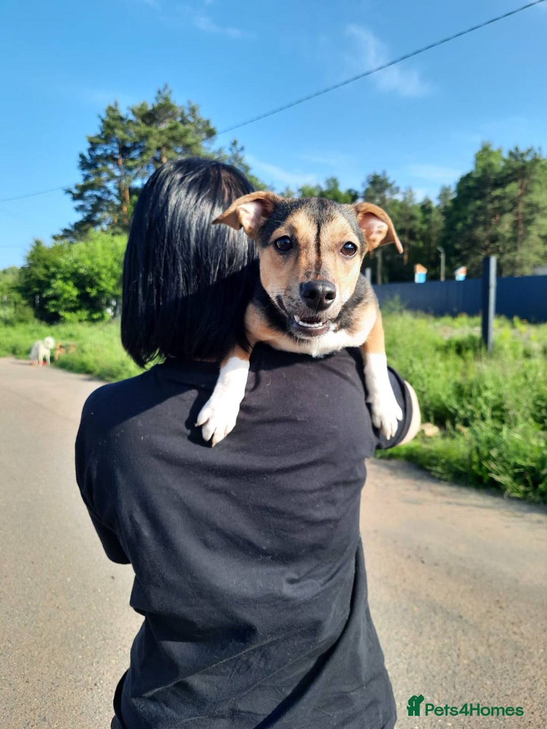 Mixed Breed dogs for adoption: 💖🐶 ADELE 🐶💖 - Image 2