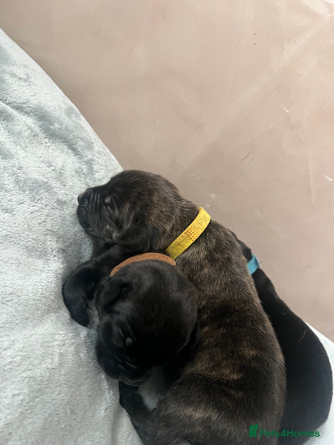 Cane Corso dogs for sale: Yuki & Aries Cane Corso Puppies  - Image 12