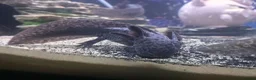 Axolotl reptiles for sale: Axanthic axolotl - Advert 4