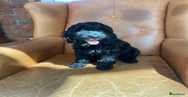 Cockapoo dogs - Advert 1