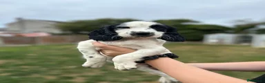 English Springer Spaniel 1