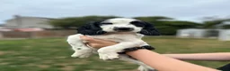 English Springer Spaniel dogs for sale: READY FOR THEIR NEW HOMES!! KC registered - Advert 5