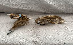 Bengal cats for sale: 🐾 Purebred Bengal Kittens for Sale 🐾 - Image 6
