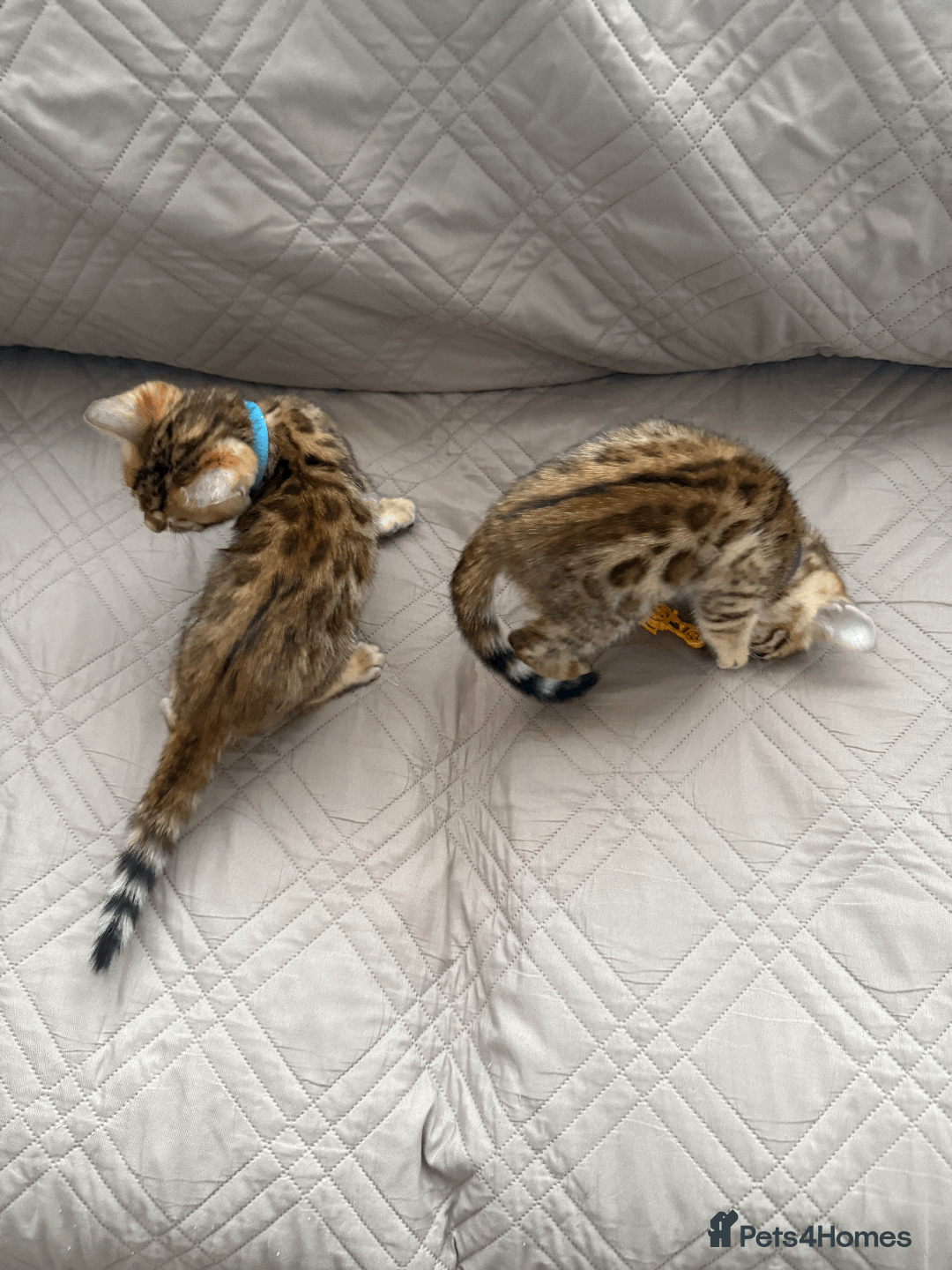 Bengal cats for sale: 🐾 Purebred Bengal Kittens for Sale 🐾 - Image 6