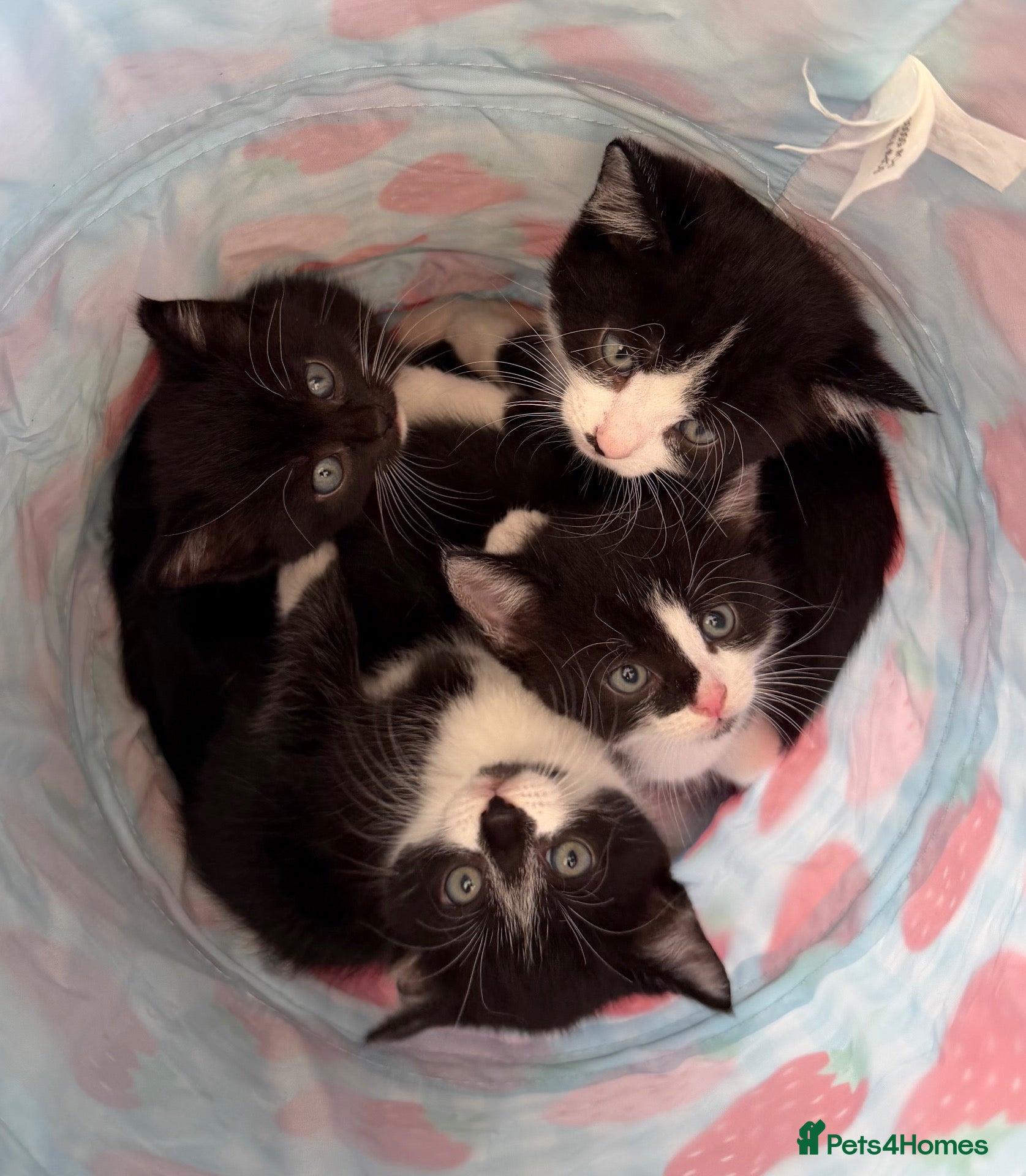 Mixed Breed cats Beautiful black & white kittens for sale  - Advert 2
