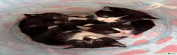 Mixed Breed cats for sale: Beautiful black & white kittens for sale  - Advert 2