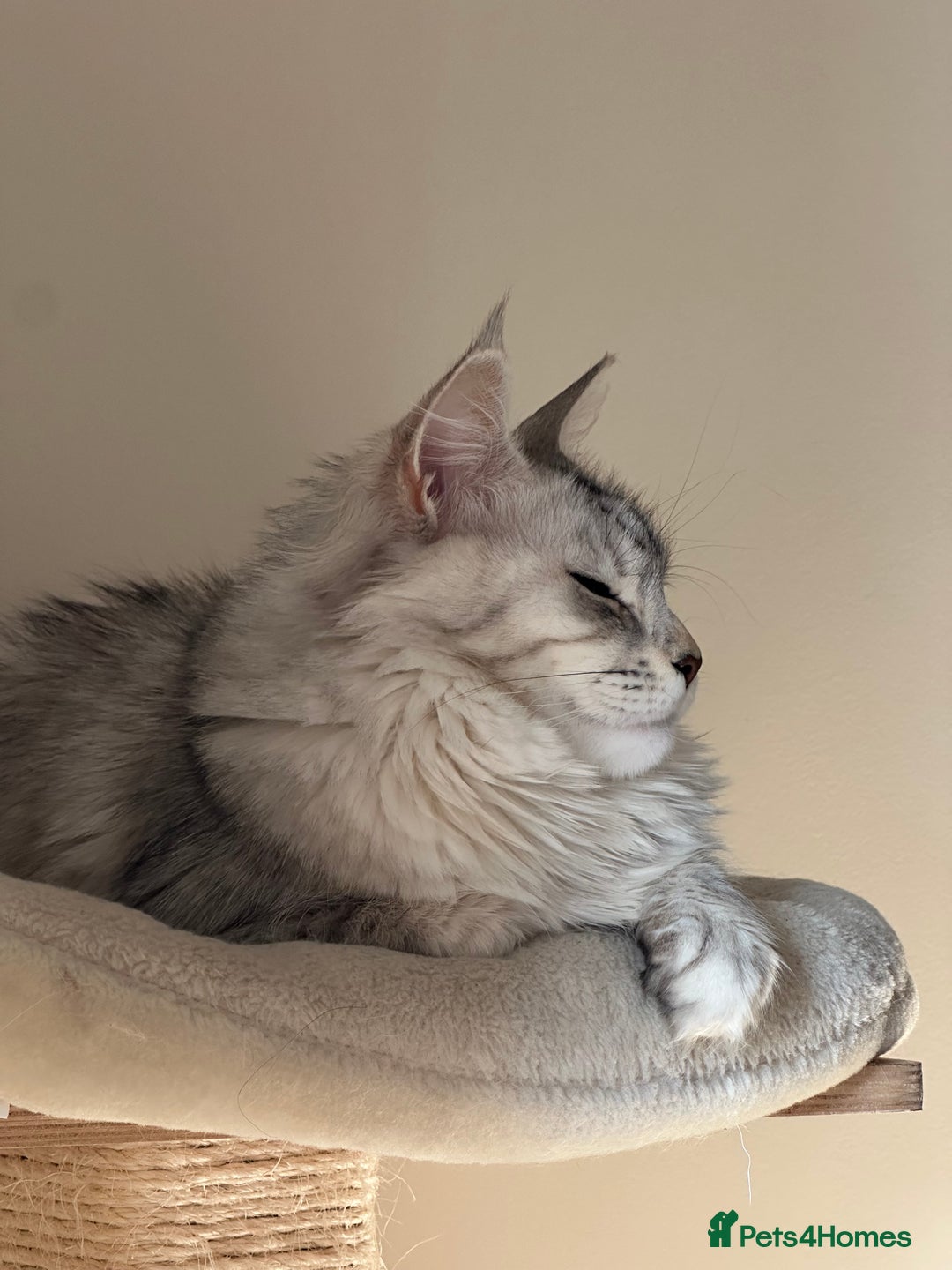 Maine Coon cats for sale: 6x Maine Coon kittens for sale - Advert 8