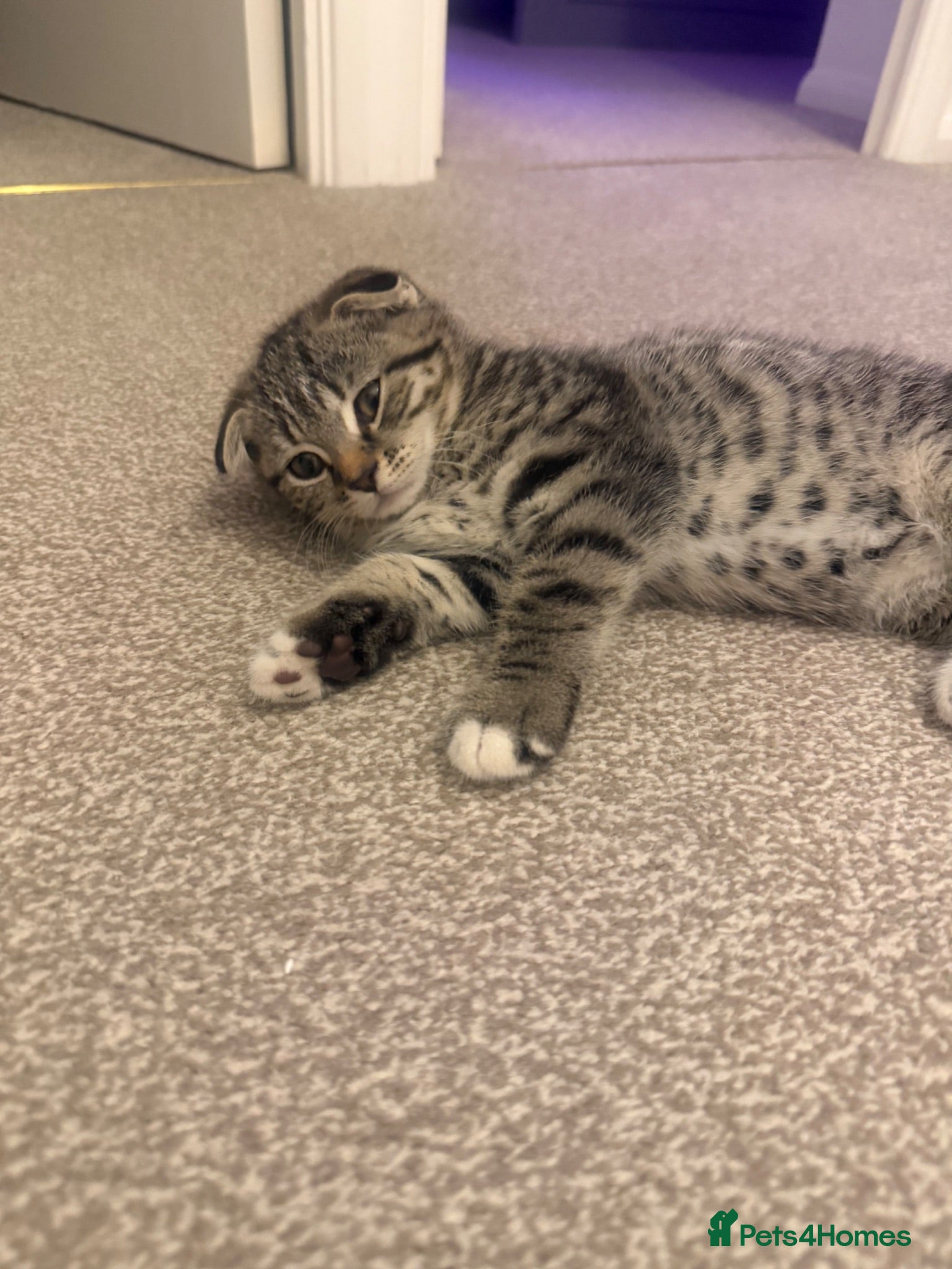 Mixed Breed cats Tabby to Scottish fold mother  - Advert 1