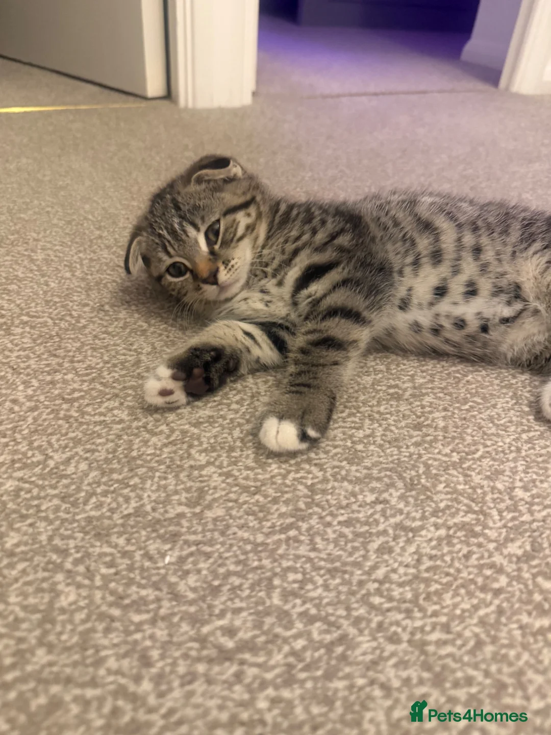 Mixed Breed cats for sale: Tabby to Scottish fold mother  - Advert 1