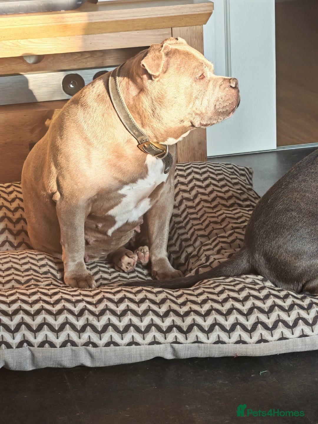 Staffordshire Bull Terrier dogs for sale: Blue chunky Staffordshire pups - Advert 6