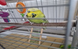Budgerigars birds for sale: Charlie the Budgie looking for a loving home  - Image 5