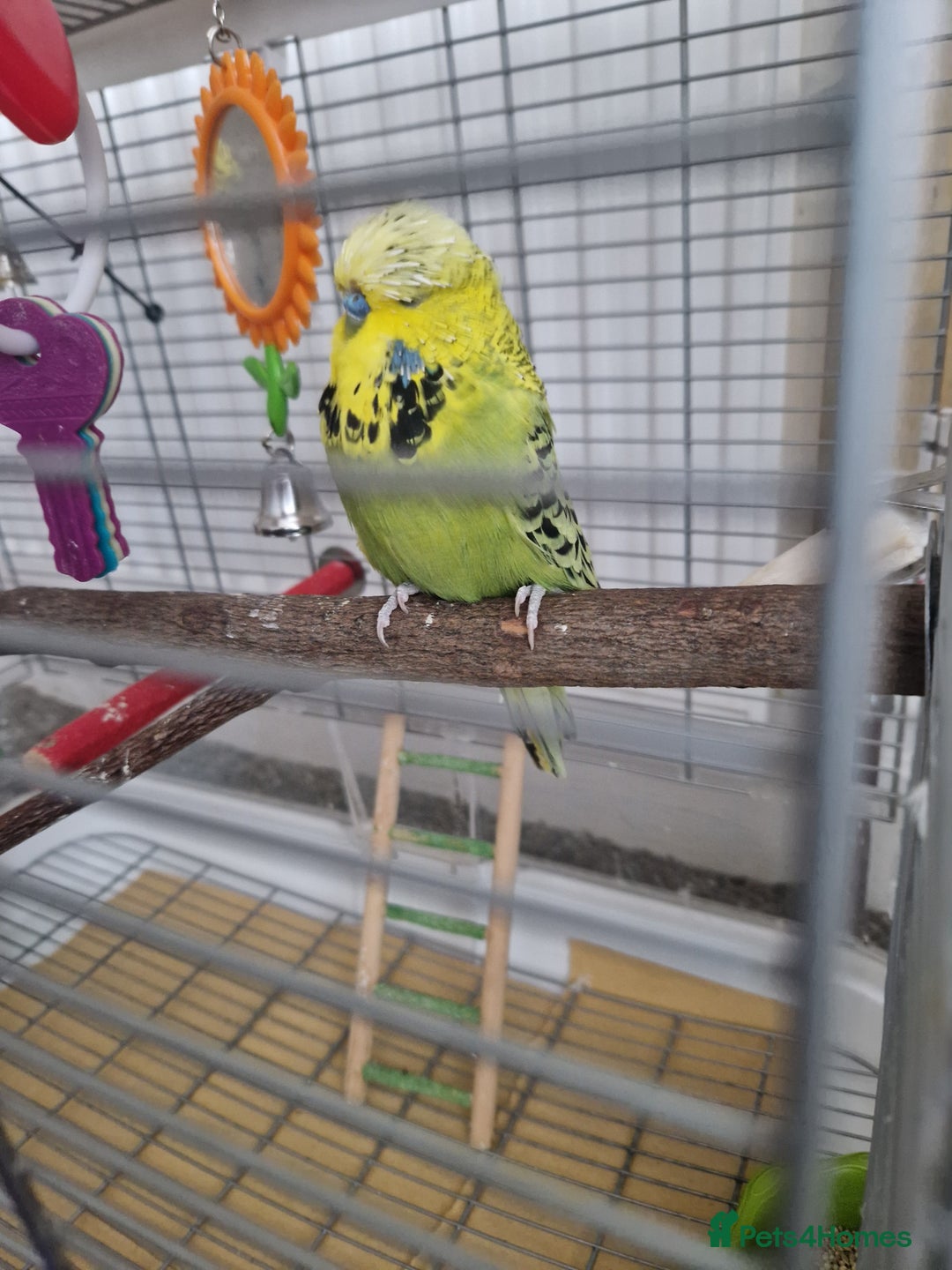 Budgerigars birds for sale: Charlie the Budgie looking for a loving home  - Image 5