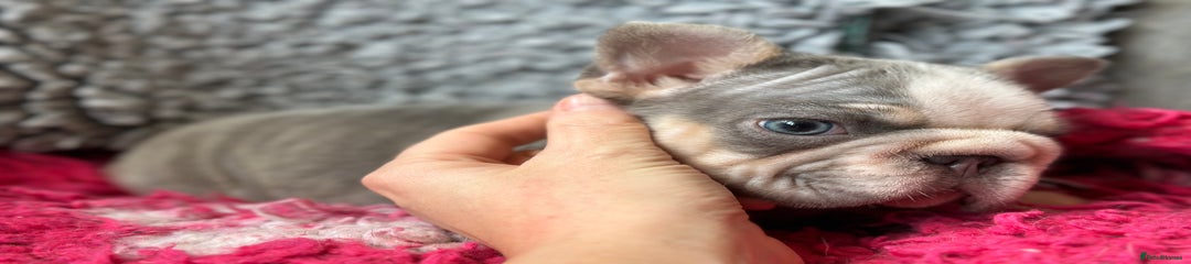 French Bulldog Puppy 1