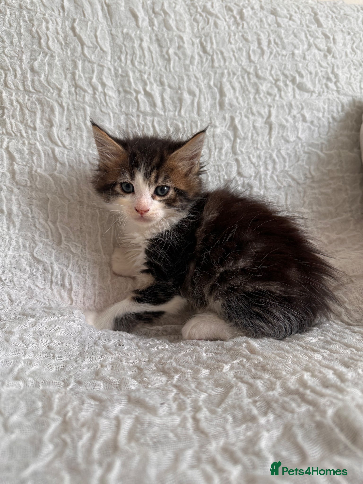 Maine Coon cats GORGEOUS MAINE COON KITTENS - Advert 1