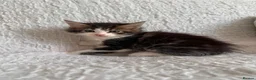 Maine Coon cats for sale: GORGEOUS MAINE COON KITTENS - Advert 1